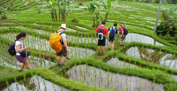 jatiluwih-rice-terrace-trekking-activity